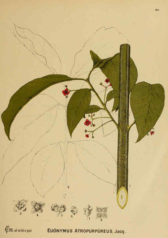 Reproducción/Reproduction 6025954068: American medicinal plants New York,Boericke & Tafel,c1887