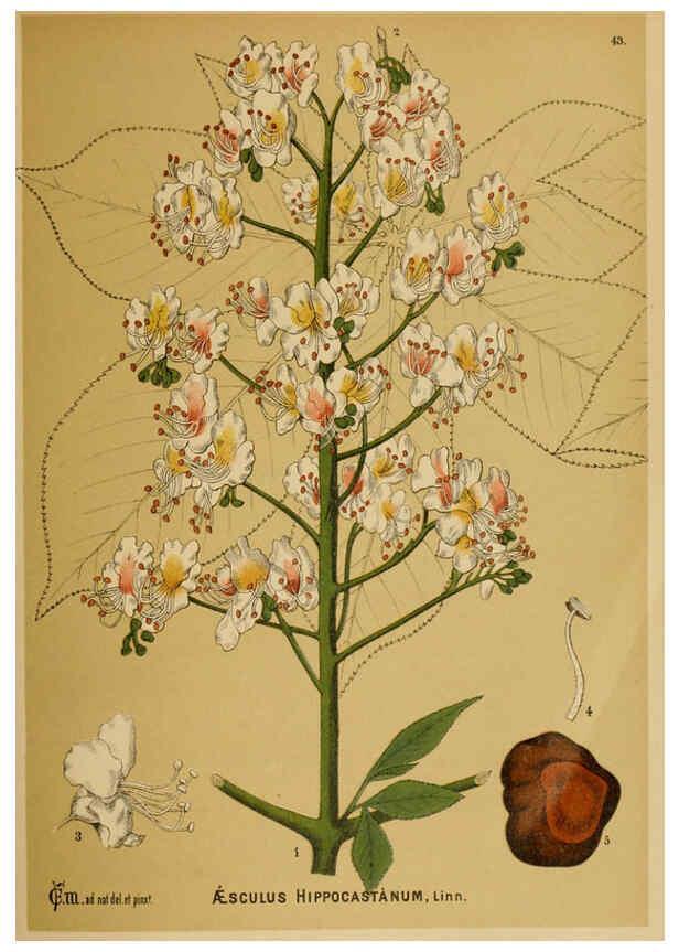 Reproducción/Reproduction 6025954446: American medicinal plants New York,Boericke & Tafel,c1887