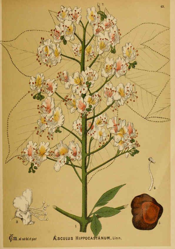 Reproducción/Reproduction 6025954446: American medicinal plants New York,Boericke & Tafel,c1887
