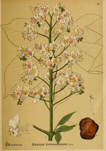 Reproducción/Reproduction 6025954446: American medicinal plants New York,Boericke & Tafel,c1887