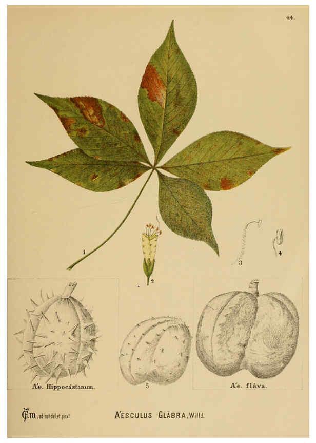 Reproducción/Reproduction 6025954746: American medicinal plants New York,Boericke & Tafel,c1887