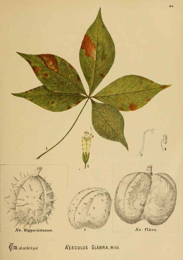 Reproducción/Reproduction 6025954746: American medicinal plants New York,Boericke & Tafel,c1887