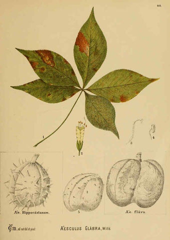 Reproducción/Reproduction 6025954746: American medicinal plants New York,Boericke & Tafel,c1887