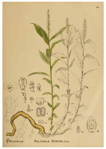 Reproducción/Reproduction 6025955096: American medicinal plants New York,Boericke & Tafel,c1887