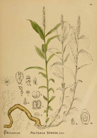 Reproducción/Reproduction 6025955096: American medicinal plants New York,Boericke & Tafel,c1887