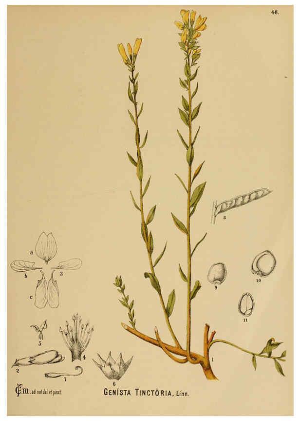 Reproducción/Reproduction 6025400127: American medicinal plants New York,Boericke & Tafel,c1887