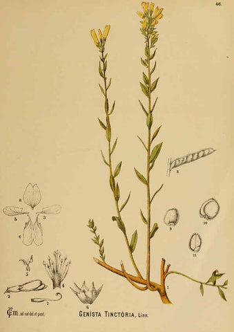 Reproducción/Reproduction 6025400127: American medicinal plants New York,Boericke & Tafel,c1887