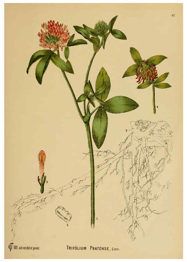 Reproducción/Reproduction 6025402615: American medicinal plants New York,Boericke & Tafel,c1887