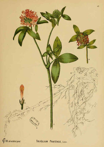 Reproducción/Reproduction 6025402615: American medicinal plants New York,Boericke & Tafel,c1887