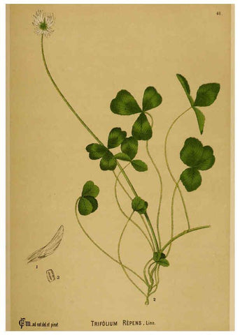Reproducción/Reproduction 6025403109: American medicinal plants New York,Boericke & Tafel,c1887