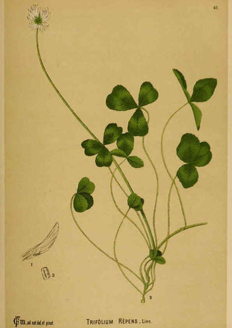 Reproducción/Reproduction 6025403109: American medicinal plants New York,Boericke & Tafel,c1887