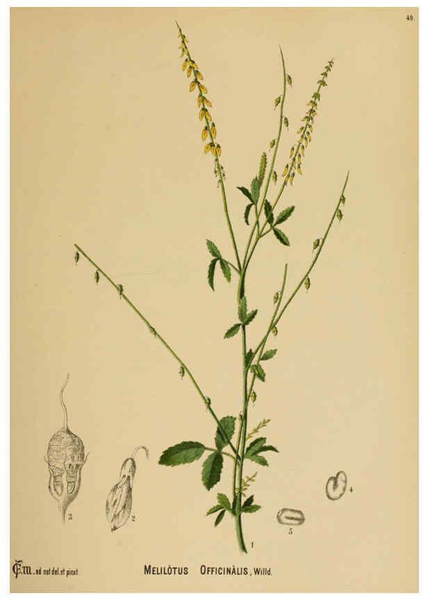 Reproducción/Reproduction 6025403407: American medicinal plants New York,Boericke & Tafel,c1887