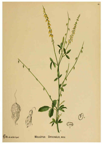 Reproducción/Reproduction 6025403407: American medicinal plants New York,Boericke & Tafel,c1887