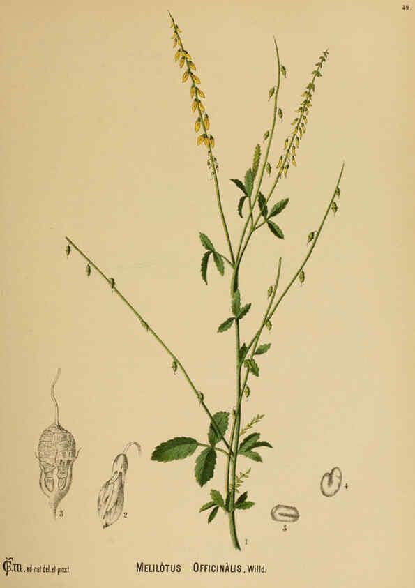 Reproducción/Reproduction 6025403407: American medicinal plants New York,Boericke & Tafel,c1887
