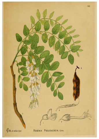 Reproducción/Reproduction 6025403949: American medicinal plants New York,Boericke & Tafel,c1887