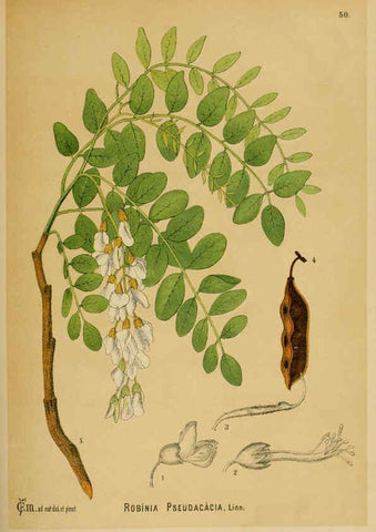 Reproducción/Reproduction 6025403949: American medicinal plants New York,Boericke & Tafel,c1887