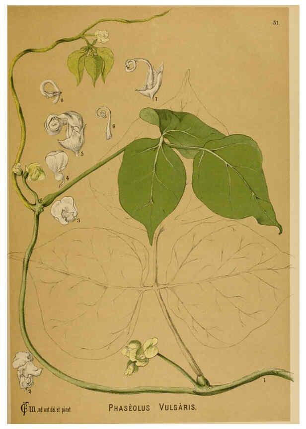 Reproducción/Reproduction 6025404227: American medicinal plants New York,Boericke & Tafel,c1887