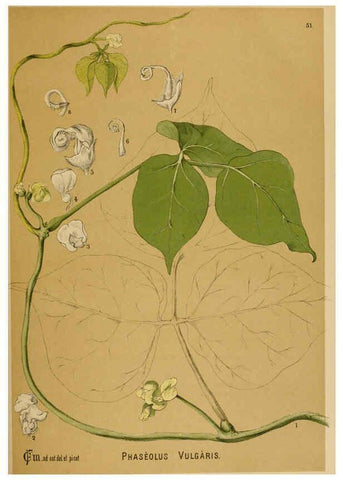 Reproducción/Reproduction 6025404227: American medicinal plants New York,Boericke & Tafel,c1887