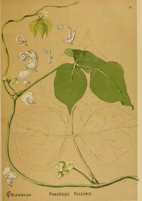 Reproducción/Reproduction 6025404227: American medicinal plants New York,Boericke & Tafel,c1887