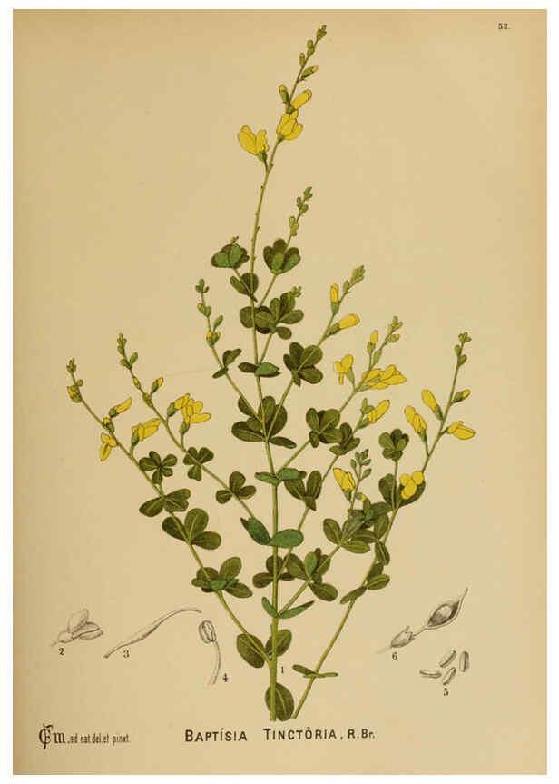 Reproducción/Reproduction 6025959746: American medicinal plants New York,Boericke & Tafel,c1887