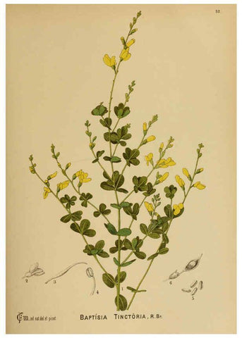 Reproducción/Reproduction 6025959746: American medicinal plants New York,Boericke & Tafel,c1887