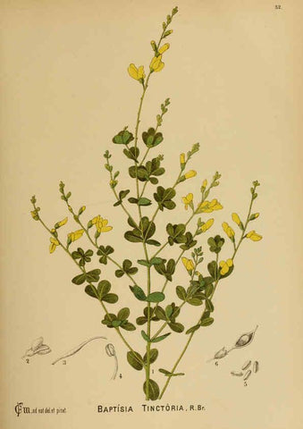 Reproducción/Reproduction 6025959746: American medicinal plants New York,Boericke & Tafel,c1887