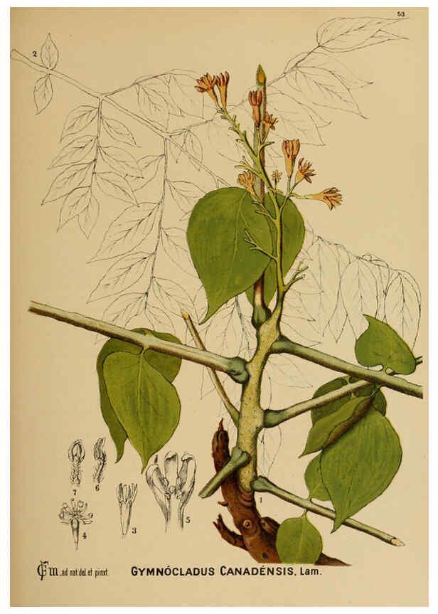 Reproducción/Reproduction 6025404921: American medicinal plants New York,Boericke & Tafel,c1887