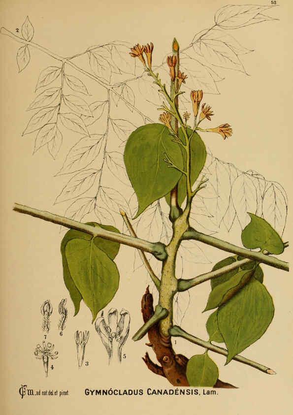 Reproducción/Reproduction 6025404921: American medicinal plants New York,Boericke & Tafel,c1887