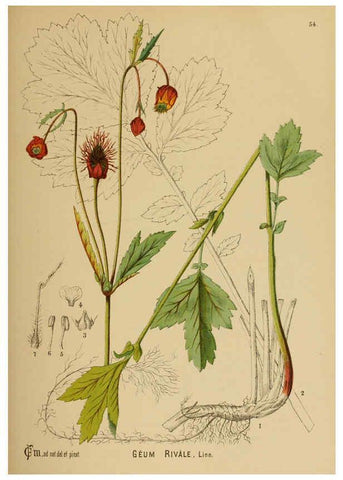 Reproducción/Reproduction 6025405567: American medicinal plants New York,Boericke & Tafel,c1887