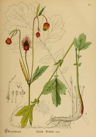 Reproducción/Reproduction 6025405567: American medicinal plants New York,Boericke & Tafel,c1887