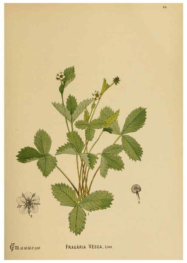 Reproducción/Reproduction 6025405893: American medicinal plants New York,Boericke & Tafel,c1887