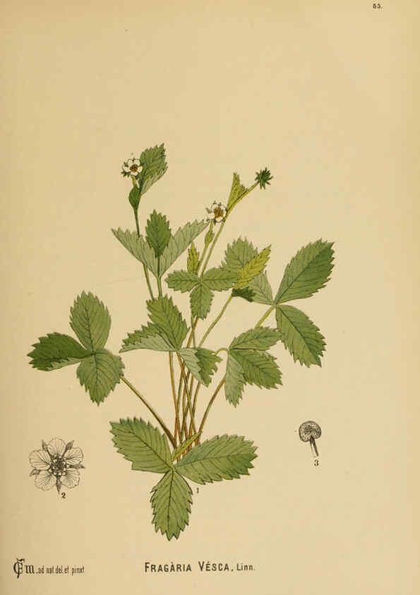Reproducción/Reproduction 6025405893: American medicinal plants New York,Boericke & Tafel,c1887