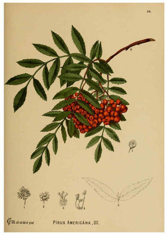 Reproducción/Reproduction 6025961346: American medicinal plants New York,Boericke & Tafel,c1887
