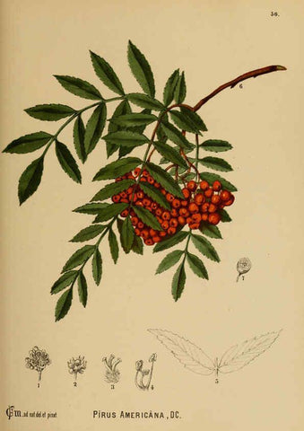 Reproducción/Reproduction 6025961346: American medicinal plants New York,Boericke & Tafel,c1887