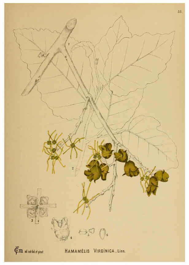 Reproducción/Reproduction 6025961574: American medicinal plants New York,Boericke & Tafel,c1887