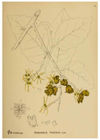 Reproducción/Reproduction 6025961574: American medicinal plants New York,Boericke & Tafel,c1887