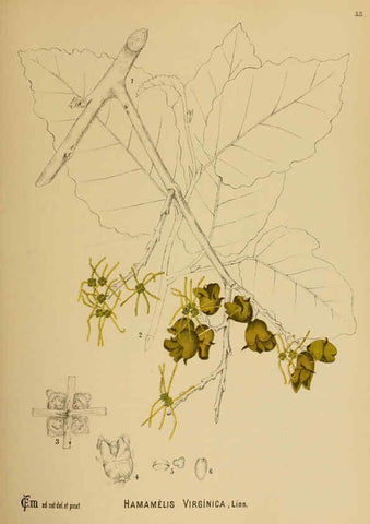 Reproducción/Reproduction 6025961574: American medicinal plants New York,Boericke & Tafel,c1887