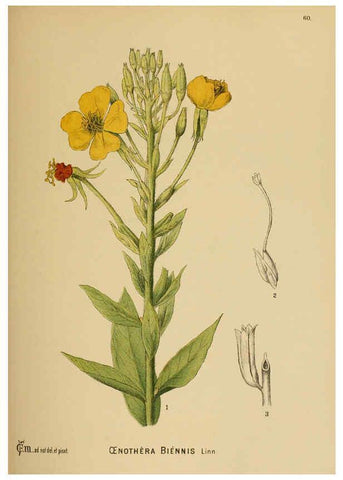 Reproducción/Reproduction 6025962354: American medicinal plants New York,Boericke & Tafel,c1887