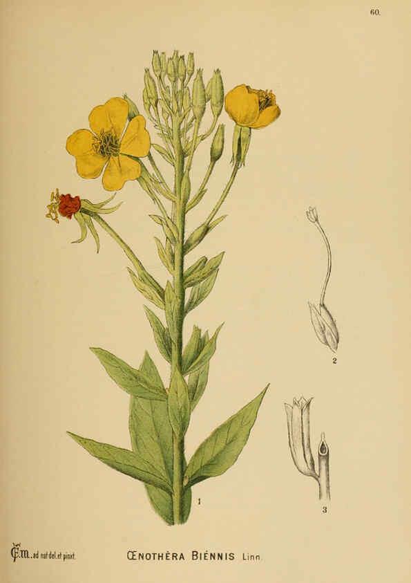 Reproducción/Reproduction 6025962354: American medicinal plants New York,Boericke & Tafel,c1887