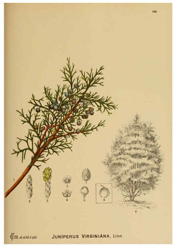 Reproducción/Reproduction 6025996560: American medicinal plants New York,Boericke & Tafel,c1887