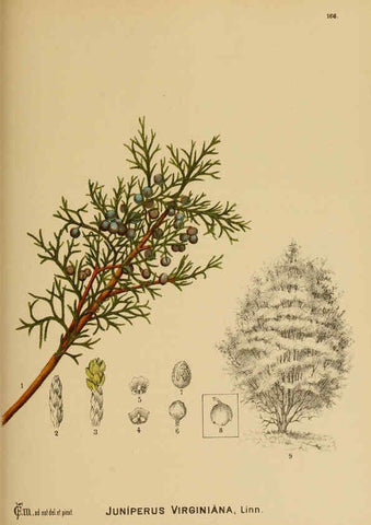 Reproducción/Reproduction 6025996560: American medicinal plants New York,Boericke & Tafel,c1887