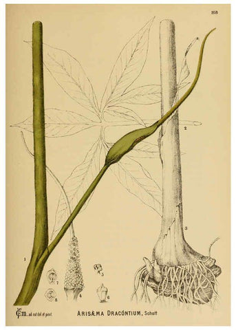 Reproducción/Reproduction 6025997064: American medicinal plants New York,Boericke & Tafel,c1887