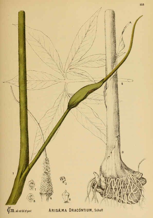 Reproducción/Reproduction 6025997064: American medicinal plants New York,Boericke & Tafel,c1887