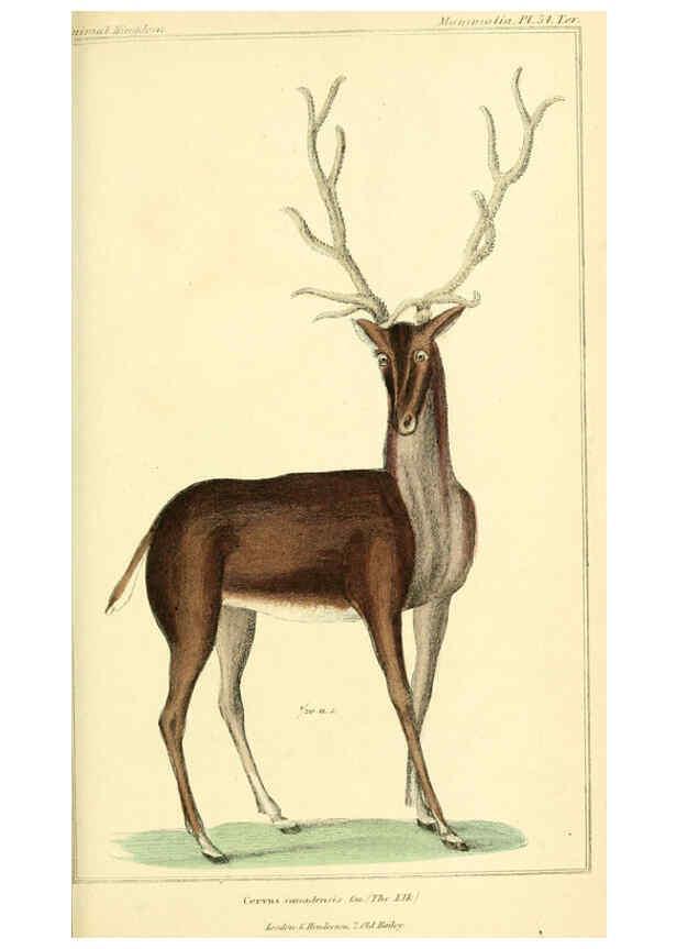 Reproducción/Reproduction 6026161960: The animal kingdom, arranged according to its organization, serving as a foundation for the natural history of animals. v.1 plates. London :G. Henderson,1834-1837