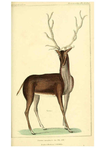 Reproducción/Reproduction 6026161960: The animal kingdom, arranged according to its organization, serving as a foundation for the natural history of animals. v.1 plates. London :G. Henderson,1834-1837
