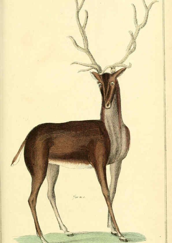 Reproducción/Reproduction 6026161960: The animal kingdom, arranged according to its organization, serving as a foundation for the natural history of animals. v.1 plates. London :G. Henderson,1834-1837
