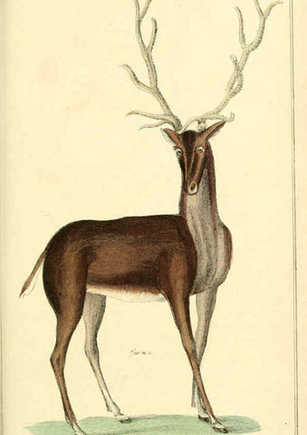 Reproducción/Reproduction 6026161960: The animal kingdom, arranged according to its organization, serving as a foundation for the natural history of animals. v.1 plates. London :G. Henderson,1834-1837