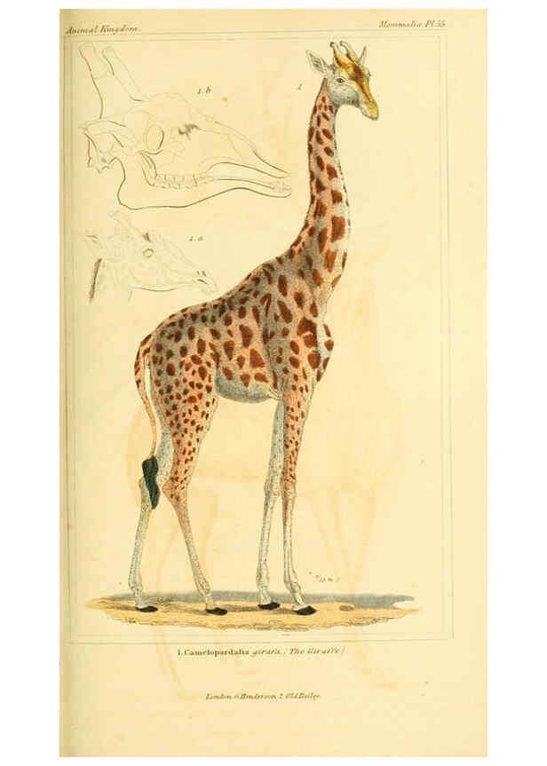 Reproducción/Reproduction 6025606027: The animal kingdom, arranged according to its organization, serving as a foundation for the natural history of animals. v.1 plates. London :G. Henderson,1834-1837