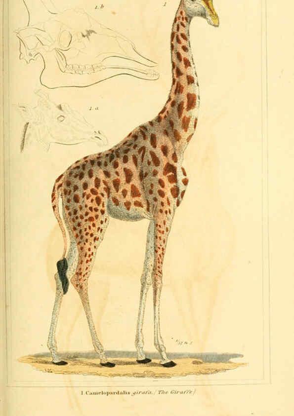 Reproducción/Reproduction 6025606027: The animal kingdom, arranged according to its organization, serving as a foundation for the natural history of animals. v.1 plates. London :G. Henderson,1834-1837