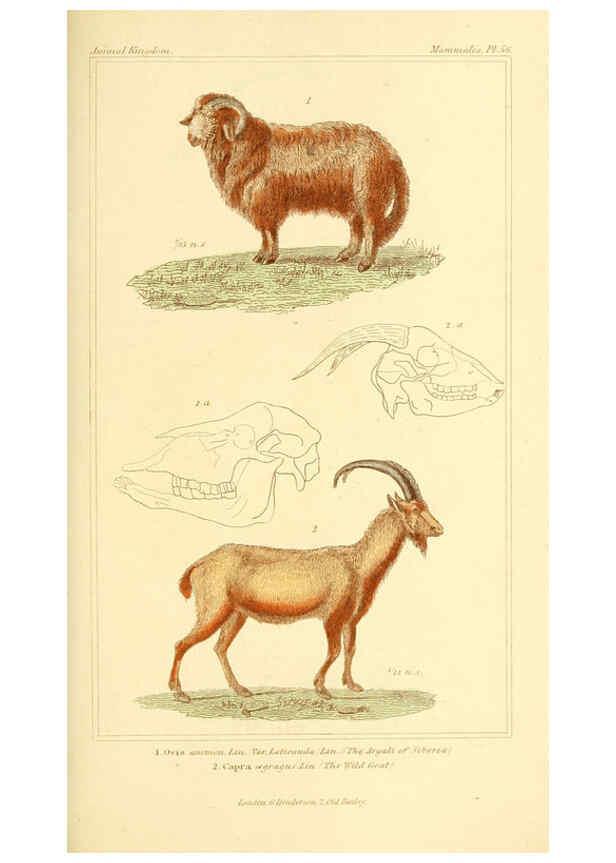 Reproducción/Reproduction 6025606377: The animal kingdom, arranged according to its organization, serving as a foundation for the natural history of animals. v.1 plates. London :G. Henderson,1834-1837